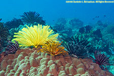 crinoids on coral head